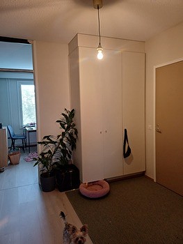 Haussa koiraystävällinen kämppis